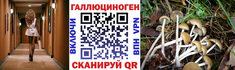 Купить где  Неман  Псилоцибиновые грибы Cubensis 